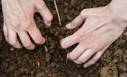 Impactos de Fertilizantes Químicos na Qualidade do Solo