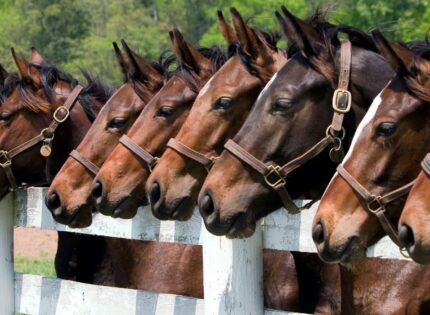 Avanços Tecnológicos no Melhoramento Genético Animal