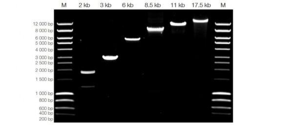 AQ97 High Fidelity DNA Polymerase (2U/µl with 5x AQ97 Buffer) - Image 4